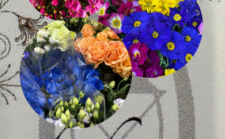 2026年初荷、可愛い苗ものが入荷しました