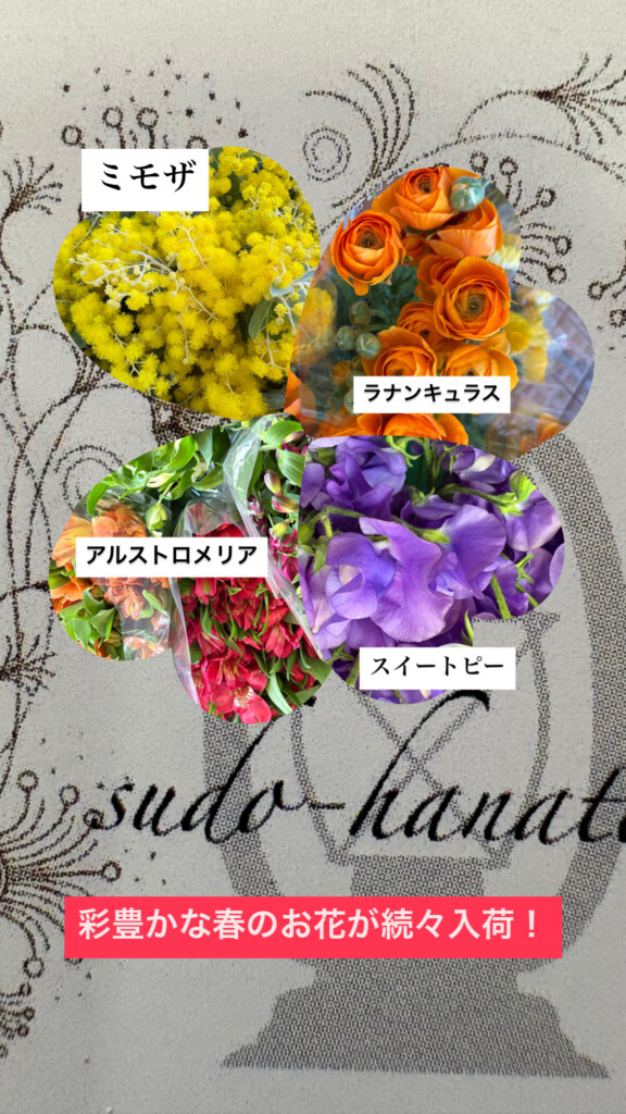 色とりどりの春花が店頭を彩っています