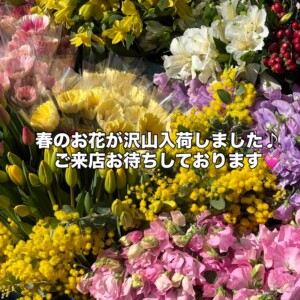 春の香りが広がる、今週入荷のお花たち