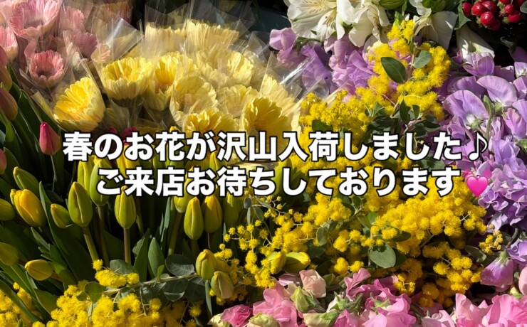 春の香りが広がる、今週入荷のお花たち