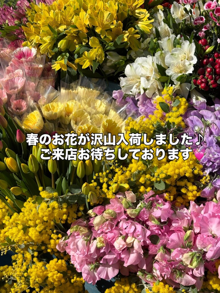 春の香りが広がる、今週入荷のお花たち