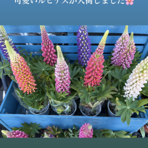 フジを逆さにしたような、春の花ルピナス