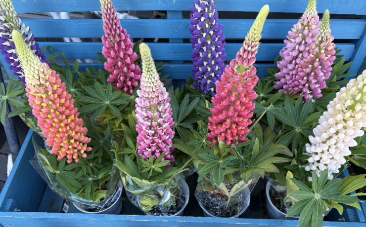 フジを逆さにしたような、春の花ルピナス