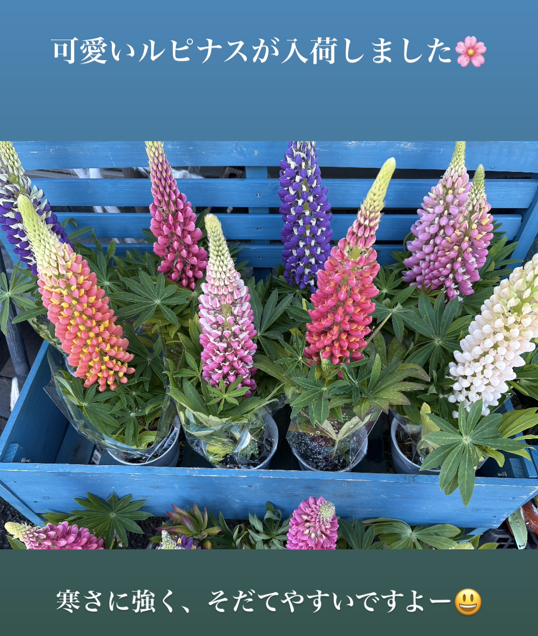 フジを逆さにしたような、春の花ルピナス
