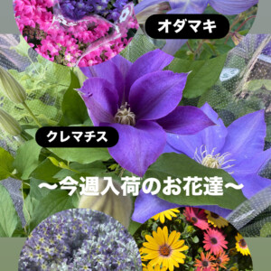 春の鉢花が店頭に並びました