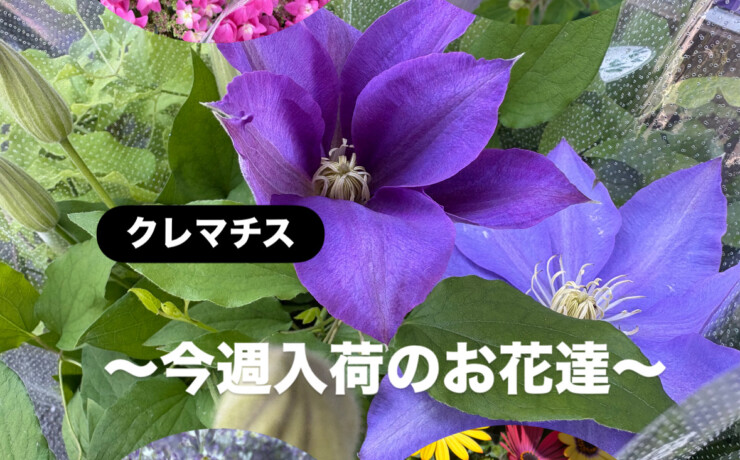 春の鉢花が店頭に並びました