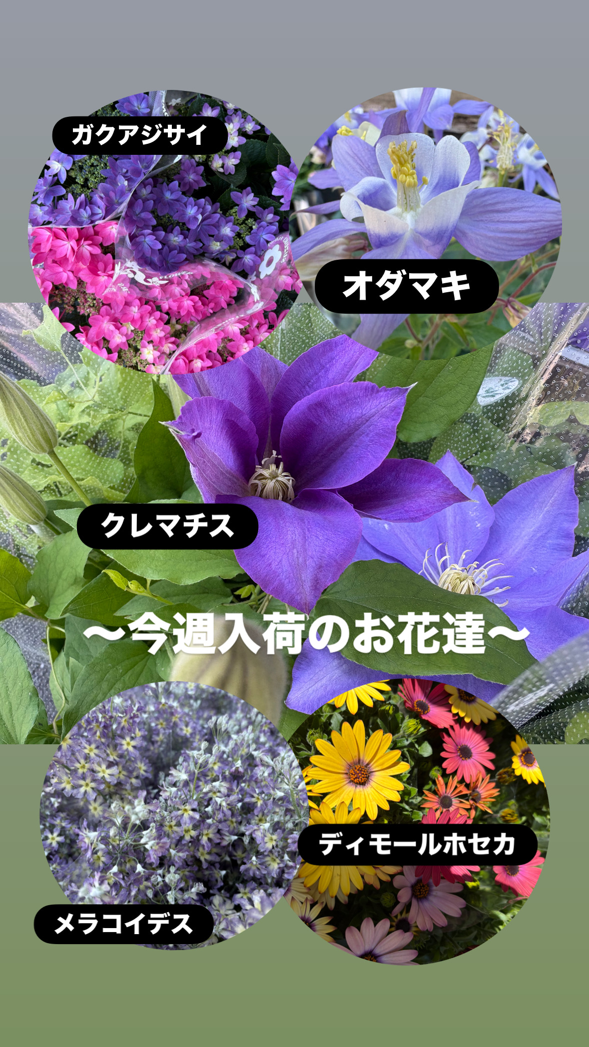 春の鉢花が店頭に並びました