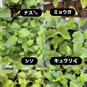夏野菜の苗が続々入荷中