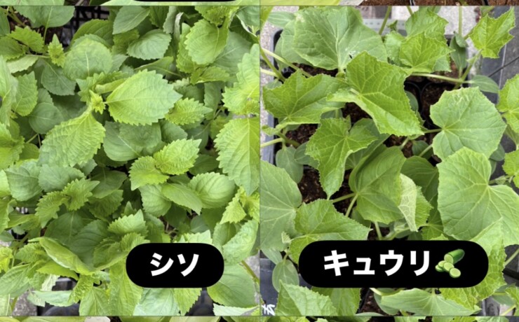 夏野菜の苗が続々入荷中