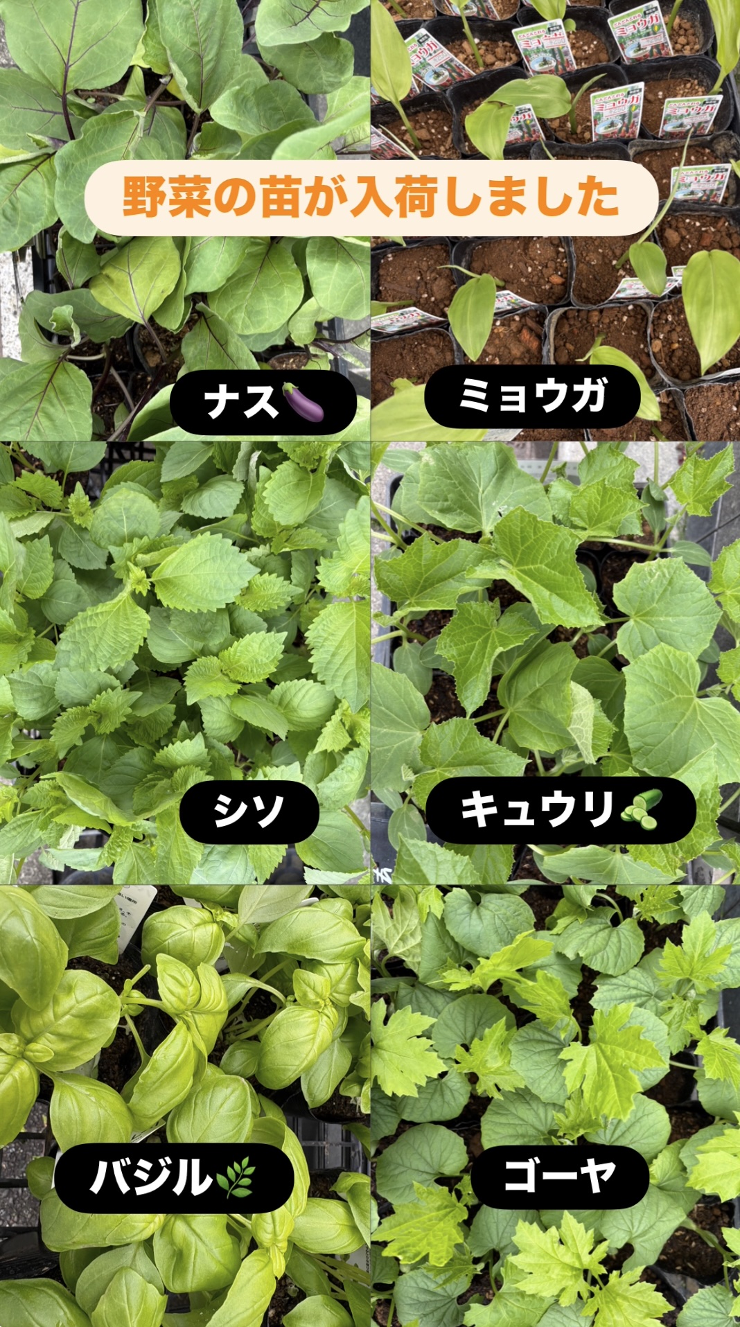 夏野菜の苗が続々入荷中