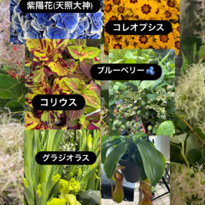 季節のお花が店頭に続々入荷中