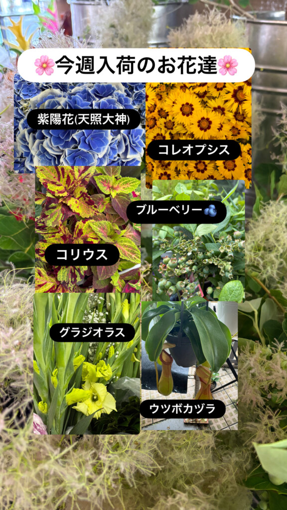 季節のお花が店頭に続々入荷中