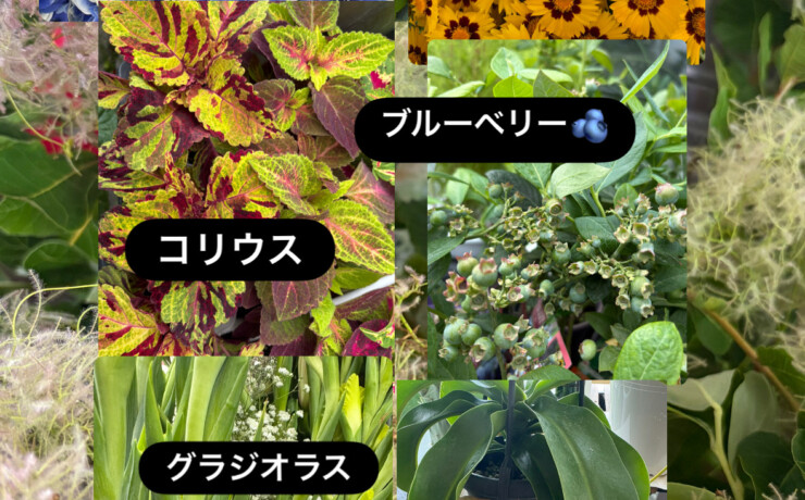 季節のお花が店頭に続々入荷中