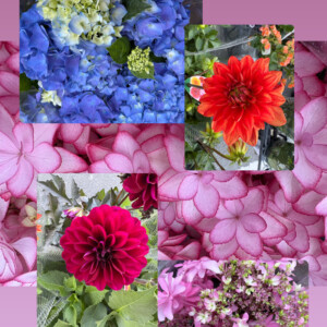 季節のお花続々入荷202605