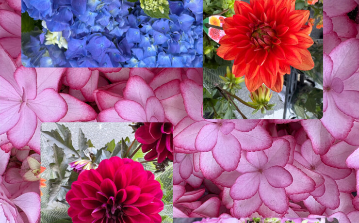 季節のお花続々入荷202605