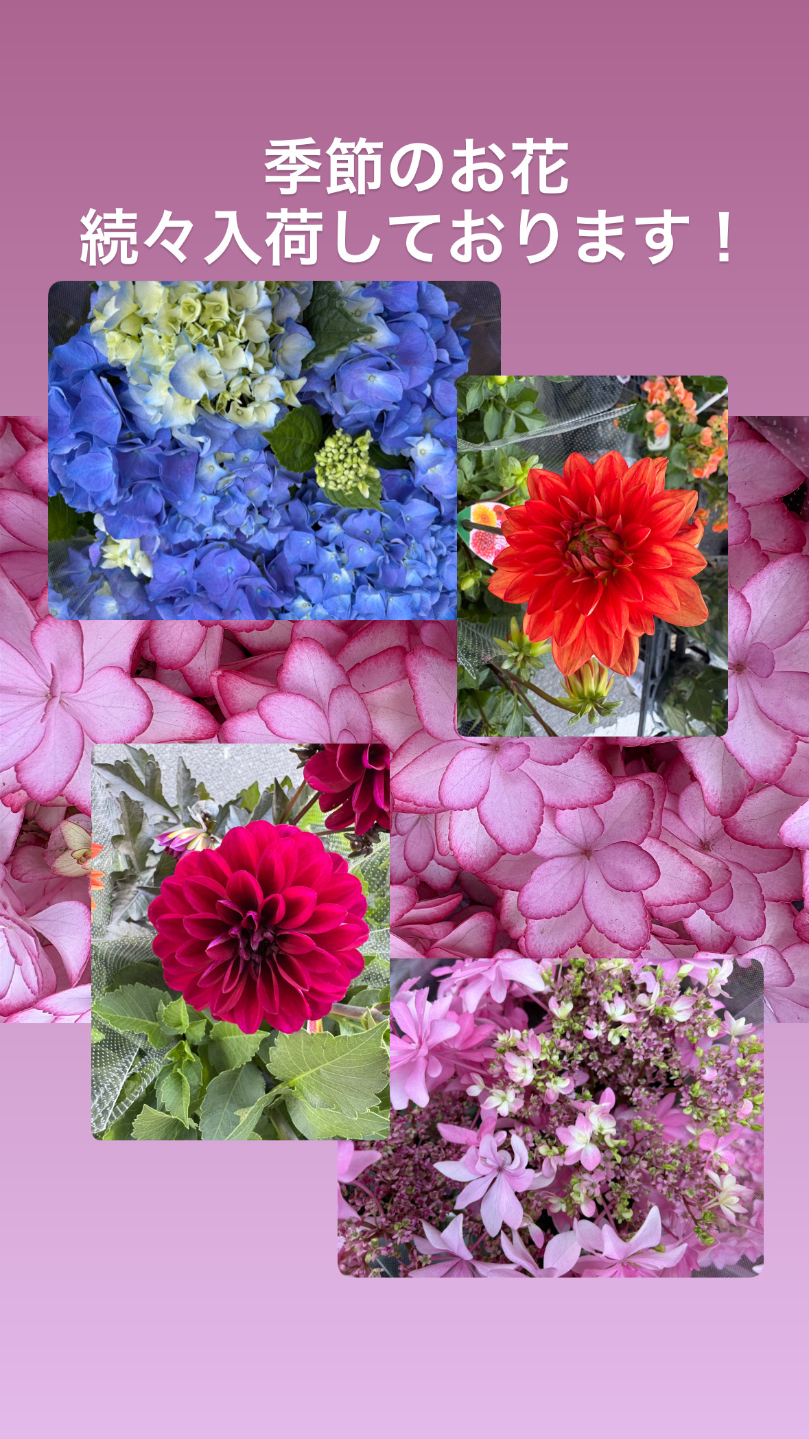 季節のお花続々入荷202605