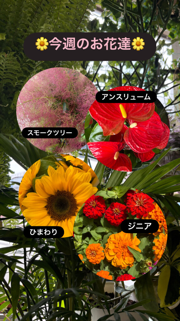 今週のお花達🌻スモークツリー・アンスリューム・ひまわり・ジニアが入荷しました