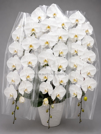 p_904