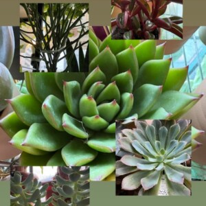 色とりどりの多肉植物たち。見ているだけで癒される夏のグリーン
