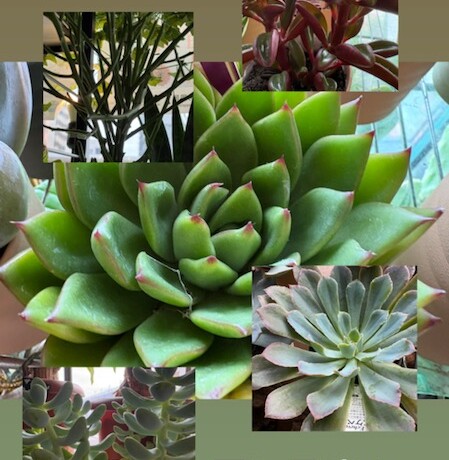 色とりどりの多肉植物たち。見ているだけで癒される夏のグリーン