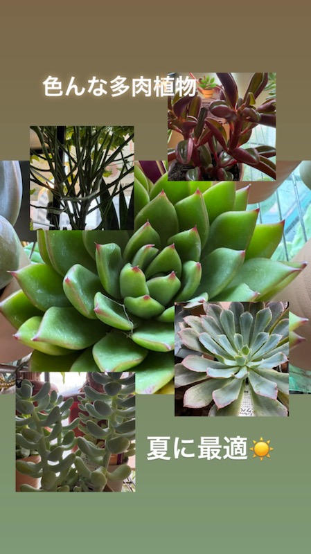 色とりどりの多肉植物たち。見ているだけで癒される夏のグリーン