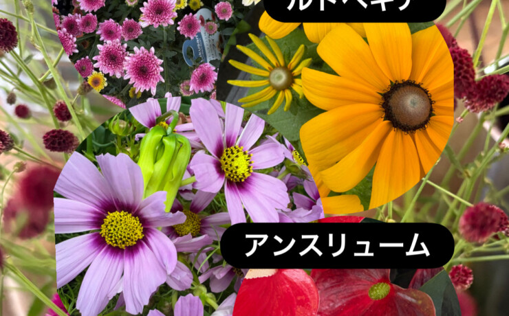 秋の気配を運ぶワレモコウとコスモス。店頭に並び始めました。