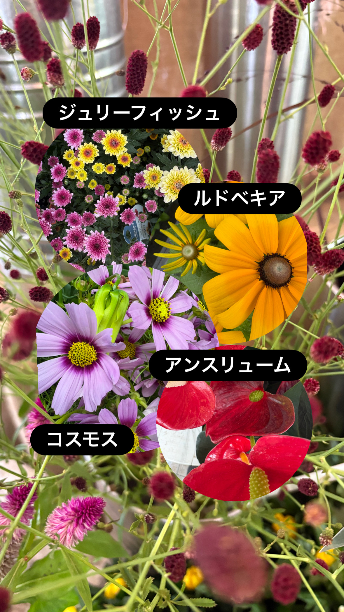 秋の気配を運ぶワレモコウとコスモス。店頭に並び始めました。